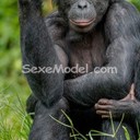 ZeBonobo