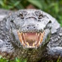 Crocodile696969