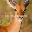 antilope