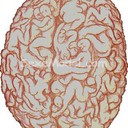 Brain75