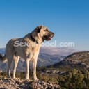 Kangal