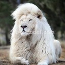 Lion_blanc