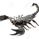 scorpionblack